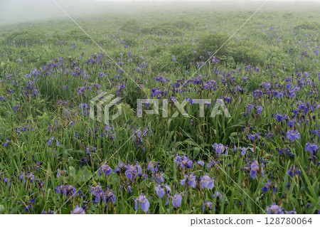 海霧中的鳶尾花田 128780064