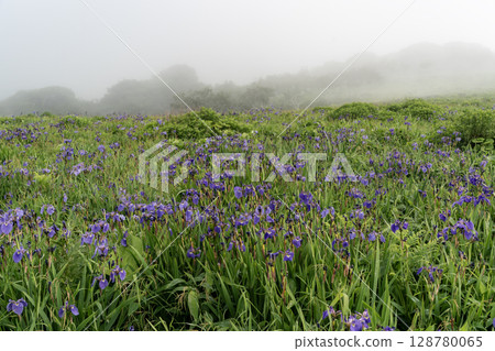 海霧中的鳶尾花田 海霧中的鳶尾花田 128780065