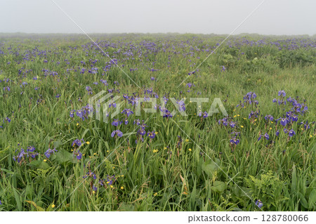 海霧中的鳶尾花田 128780066