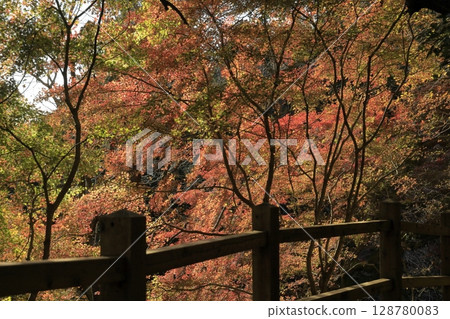 Momiji Valley, at the peak of autumn foliage, along the hiking trail of Mt. Komachi in Ibaraki Prefecture Momiji Valley, at the peak of autumn foliage, along the hiking trail of Mt. Komachi in Ibaraki Prefecture 128780083