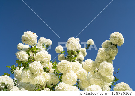 A group of white flowers blooming in the blue sky① A group of white flowers blooming in the blue sky① 128780108