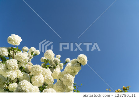 一群白色的花朵在藍天下綻放④ 128780111