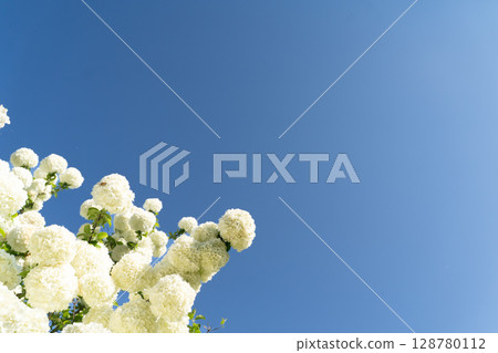 一群白色的花朵在藍天下綻放⑤ 一群白色的花朵在藍天下綻放⑤ 128780112