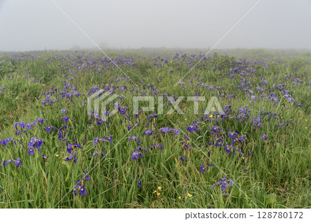 海霧中的鳶尾花田 海霧中的鳶尾花田 128780172