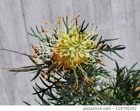 Grevirea Grevirea 128780262