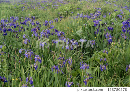 Iris fields in the sea mist Iris fields in the sea mist 128780278