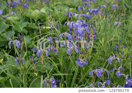 海霧中的鳶尾花田 128780279
