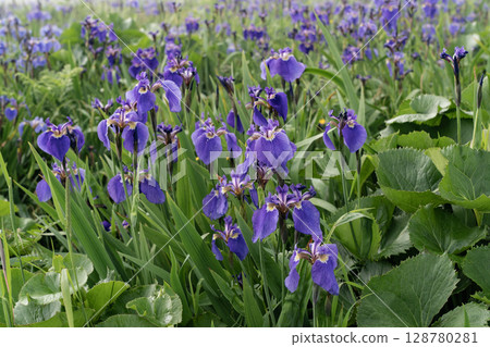 Iris fields in the sea mist 128780281