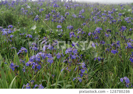 Iris fields in the sea mist Iris fields in the sea mist 128780286