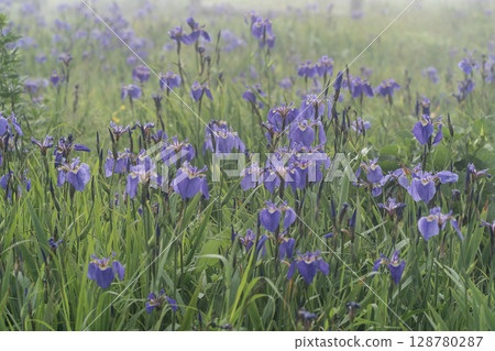 Iris fields in the sea mist Iris fields in the sea mist 128780287
