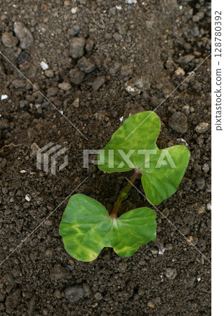 牽牛花芽 牽牛花芽 128780392