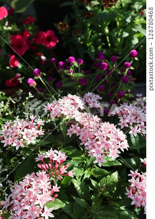 五星級花和微型當歸的種植和盆栽 128780468