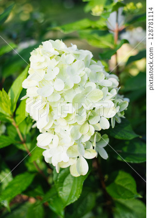Hydrangea Bonfaire in Blooming Season Hydrangea Bonfaire in Blooming Season 128781114