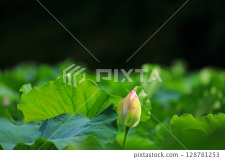 blooming lotus bud 128781253