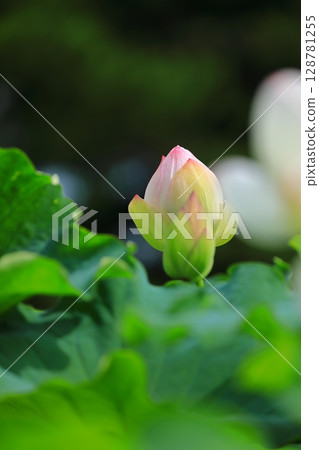 盛開的蓮花芽 128781255