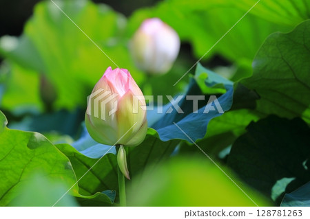 blooming lotus bud 128781263
