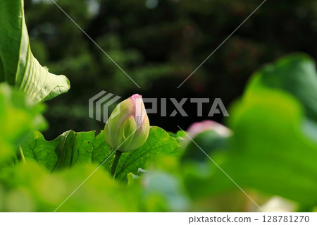 blooming lotus bud blooming lotus bud 128781270