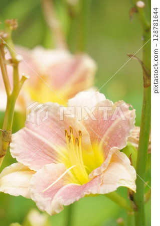 Pink hemerocallis flower 128781644