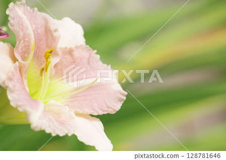 粉紅萱草 粉紅萱草 128781646