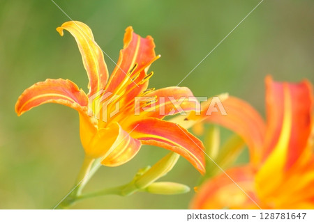 橙色萱草,一種類似百合的花 橙色萱草,一種類似百合的花 128781647