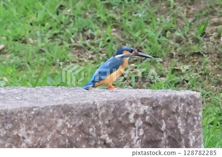 翠鳥正在休息 翠鳥正在休息 128782285