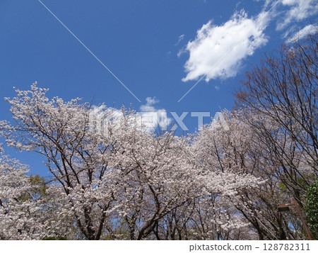 April Cherry Blossoms-56 128782311