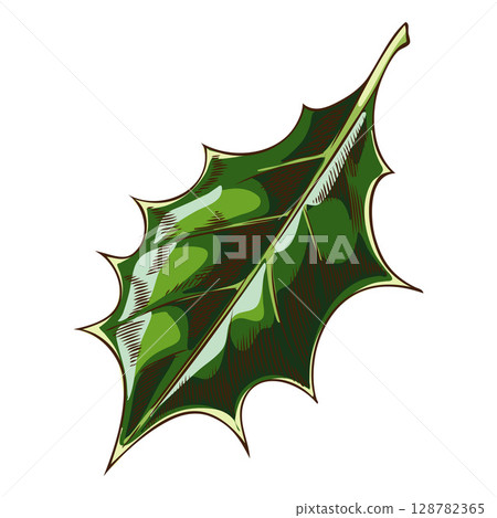 Mistletoe one green leaf sketch, Holly berries species plant, ilex foliage vector hand drawn illustration, Mulled wine Mistletoe one green leaf sketch, Holly berries species plant, ilex foliage vector hand drawn illustration, Mulled wine 128782365