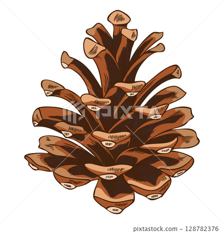 Pine cone sketch, brown fir cone botanical vector hand drawn illustration, natural coniferous fragrance, forest scent 128782376