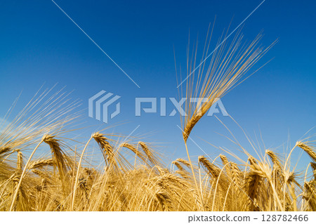 Golden wheat field under clear blue sky showcasing nature's bounty and sustainability efforts Golden wheat field under clear blue sky showcasing nature's bounty and sustainability efforts 128782466