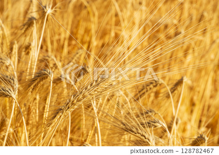 Wheat field showcasing natural beauty, sustainability, and the essence of agro-horticulture 128782467