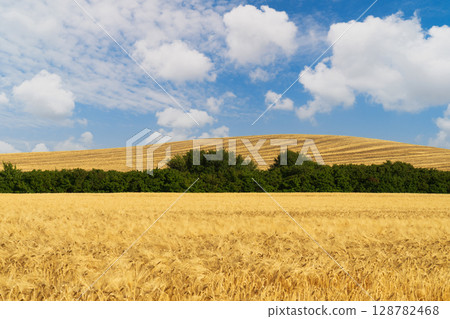 Expansive wheat field under blue sky with fluffy clouds showcasing nature's bounty 128782468