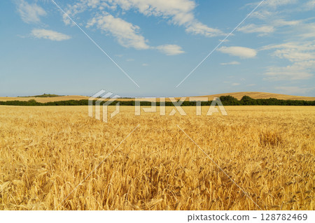 Expansive wheat field under a clear blue sky showcasing natural agricultural beauty Expansive wheat field under a clear blue sky showcasing natural agricultural beauty 128782469
