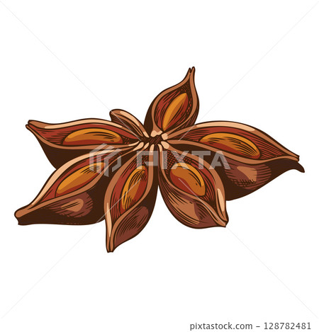 Anise star sketch, aromatic spice plant, dry flavor condiment, mulled wine ingredient vector hand drawn illustration Anise star sketch, aromatic spice plant, dry flavor condiment, mulled wine ingredient vector hand drawn illustration 128782481