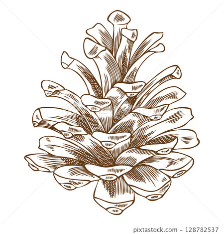 Pine cone sketch, fir cone botanical engraved hand drawn vector illustration, natural coniferous fragrance, forest scent 128782537