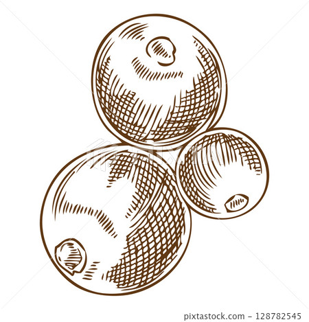Vector monochrome sketch of holly berries in outline style, hand drawn. 128782545