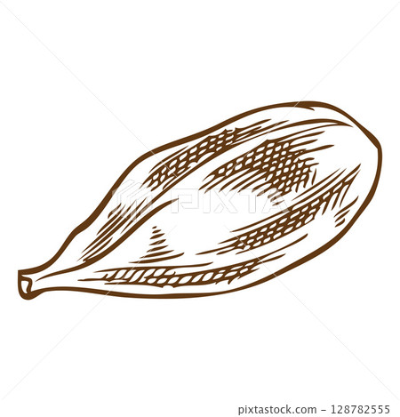 Cardamom seeds in monochrome hand drawn sketch. Vector illustration. 128782555
