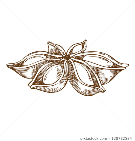 Monochrome vector illustration of star anise, hand drawn. 128782584