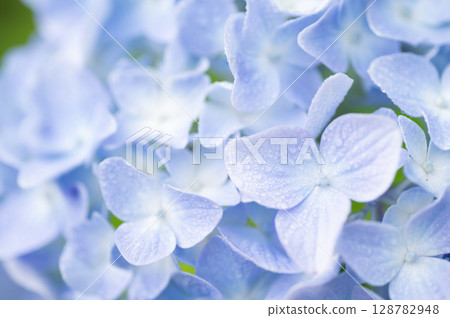  hydrangea 128782948