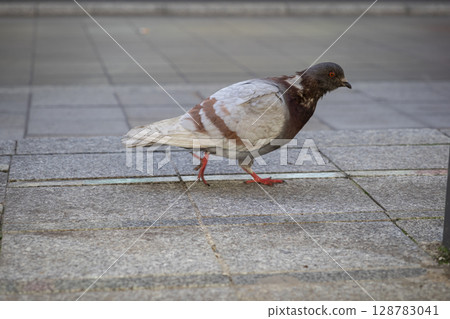 A brown and white urban pigeon with striking red feet walks on a paved city sidewalk, embodying a common sight of everyday city life A brown and white urban pigeon with striking red feet walks on a paved city sidewalk, embodying a common sight of everyday city life 128783041