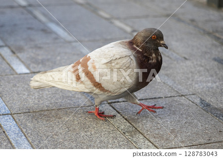 A common urban pigeon with brown and white plumage gracefully walks across grey city pavement, symbolizing resilient daily wildlife A common urban pigeon with brown and white plumage gracefully walks across grey city pavement, symbolizing resilient daily wildlife 128783043