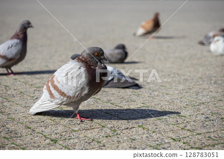 A striking brown and white pigeon stands alertly on an outdoor urban pavement, its vibrant features highlighted by bright sunlight, amongst other blurred birds representing natural city life 128783051