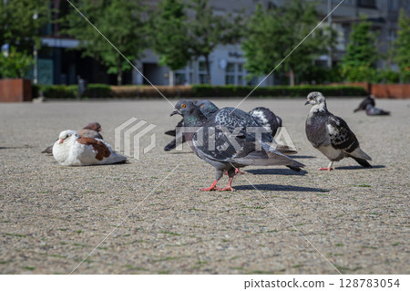 A group of diverse pigeons gathers on a sunlit city square, representing urban wildlife and the peaceful coexistence of nature in bustling public spaces A group of diverse pigeons gathers on a sunlit city square, representing urban wildlife and the peaceful coexistence of nature in bustling public spaces 128783054
