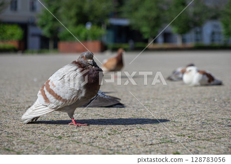 Sunlit pigeon stands alertly on one leg on a paved city square, representing urban wildlife resilience and peaceful coexistence in public spaces Sunlit pigeon stands alertly on one leg on a paved city square, representing urban wildlife resilience and peaceful coexistence in public spaces 128783056