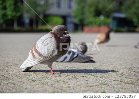 A distinct city pigeon with prominent brown and white feathers stands attentively on a sunny urban pavement, embodying everyday urban wildlife and street life A distinct city pigeon with prominent brown and white feathers stands attentively on a sunny urban pavement, embodying everyday urban wildlife and street life 128783057