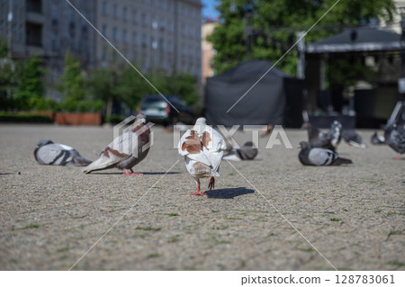 A distinctive brown and white pigeon walks across a city square, surrounded by other resting gray birds on a sunny day 128783061