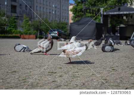 A unique white and brown pigeon stretches its beautiful wing on an urban city square among other common city pigeons, showcasing urban wildlife A unique white and brown pigeon stretches its beautiful wing on an urban city square among other common city pigeons, showcasing urban wildlife 128783063