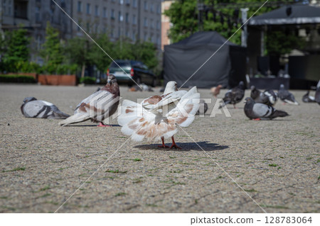 A fantail pigeon displaying its beautiful fanned tail among city pigeons on a sunny urban square, showcasing peaceful urban wildlife 128783064