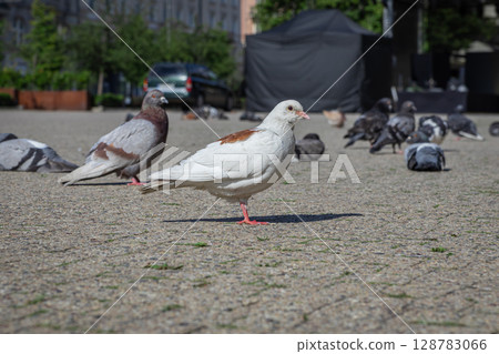 A striking white pigeon with brown accents stands prominently on a sunlit city square, surrounded by a diverse flock of urban birds 128783066