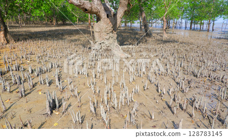 Mangrove Forest Exposed at Low Tide with Aerial Roots in Mudflat 128783145