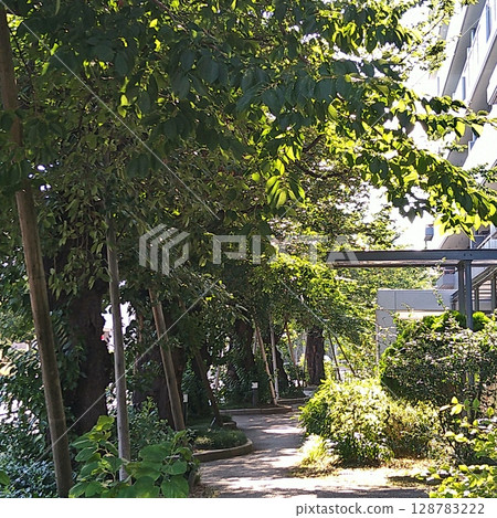 A relaxing time and space for a daytime walk A relaxing time and space for a daytime walk 128783222